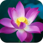 lotus wallpaper hd android application logo